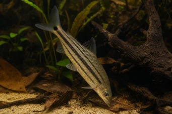 Anostomus anostomus (Pruhované anostom)