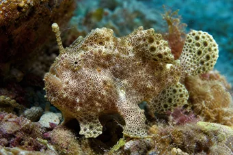 Antennarius maculatus rybí rapaudy, rybář nebo antény