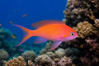 Anthias squamipinnis Červený holič