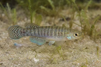 Aphanius dispar Aphanius zmizí