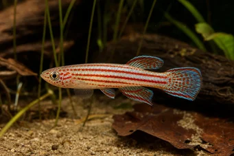 Aphyosemion striatum Pruhované aphyo