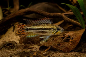Apistogramma agassizii