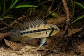 Apistogramma trifasciatum Tři -line trpasličí cichlid