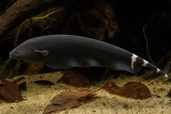 Apteronotus albifrons American Coup Fish - také nazývané Black Pha