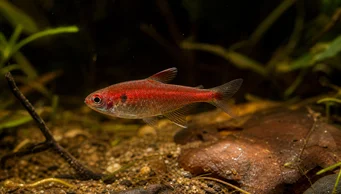 Axelrodia riesei Červená pololina tetra