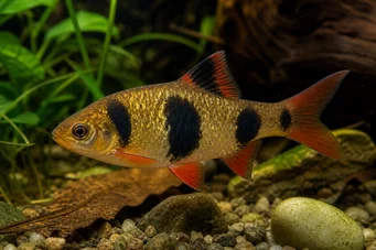 Barbus everetti (Klaun vousatý)