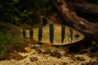 Barbus pentazona johorensis (Pět -pásmo vousaté)