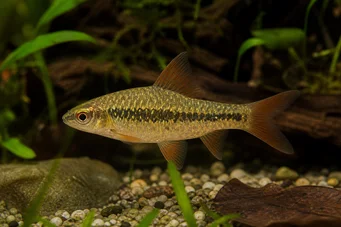Barbus sachsi