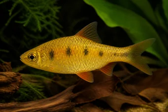 Barbus semifasciolatus (Mosaz vousatý)
