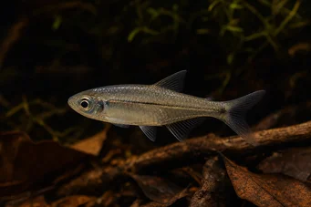 Bathyaethiops breuseghemi (Africká tetra-moon)