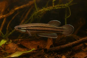Betta trifasciata (Bojovník)