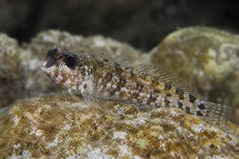 Blennius nigriceps (Černá hlava)