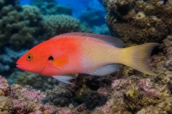Bodianus axillaris Tamarind