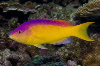 Bodianus rufus Španělská labre