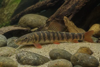 Botia rubripinnis (Zelená loche)