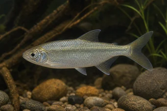 Brycinus leuciscus