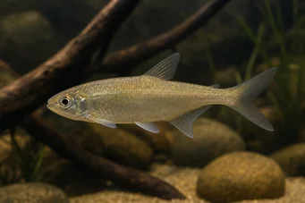 Bryconaethiops boulengeri (Tetra vykřičník)