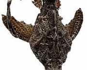 Bunocephalus kneri Banjo ryby