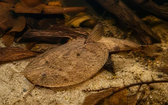 Bunocephalus kneri (Banjo ryby)