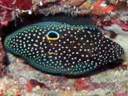 Calloplesiops altivelis Kometa