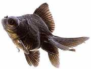 Carassius auratus telesc... Dalekohled