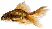 Carassius auratus voile Koňský ohon