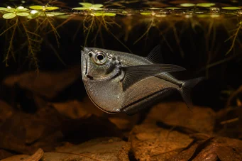 Carnegiella myersi (Průhledný)