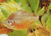 Catoprion mento Piranha mento, velká hlava pacou