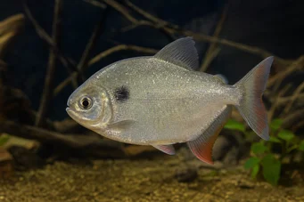 Catoprion mento