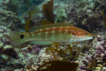 Centrolabus melops (Obyčejné crenilabre)