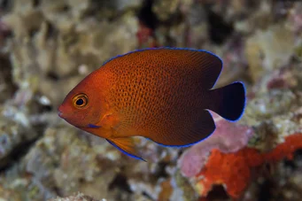 Centropyge ferrugatus (Rust Trpaslík Angel)
