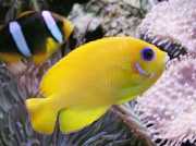 Centropyge flavissimus Žlutá