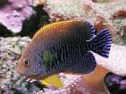 Centropyge potteri Red Sea Angel