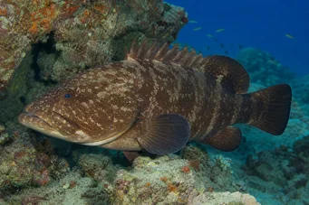 Cephalopholis boenak Boenak Grouper (Brown Merou)