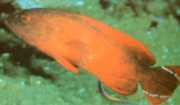 Cephalopholis urodelus Grouper