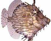 Chaetoderma penicilligera Ozdobený