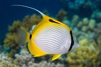 Chaetodon auriga (Chétodon Cocher)