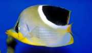 Chaetodon ephippium Černá skvrna papillon ryba