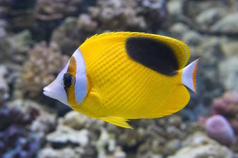 Chaetodon ephippium Černá skvrna papillon ryba