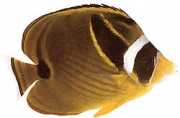 Chaetodon lunula Pruhovaný Chétodon
