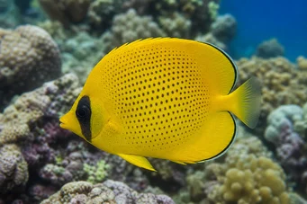 Chaetodon miliaris (Citronová chlář)