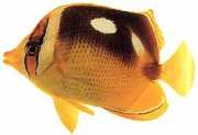 Chaetodon quadrimaculatus Čtyři místa