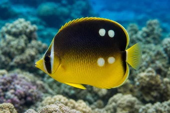 Chaetodon quadrimaculatus (Čtyři místa)