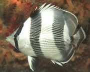 Chaetodon striatus Zebra nebo zkřížené