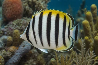 Chaetodon striatus