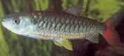 Chalceus erythrurus Chalceus se žlutými ploutvemi