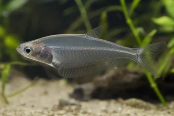 Chanda ranga (Glassfish)