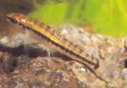 Characidium brevirostre Krátký -nose Characidium