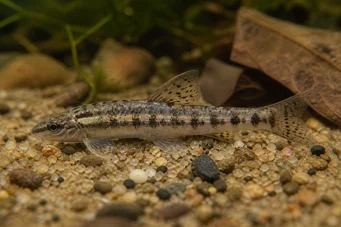 Characidium brevirostre (Krátký -nose Characidium)