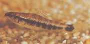 Characidium fasciatum Charatidium fascinované